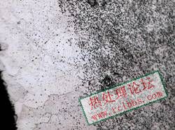 脱碳组织500倍