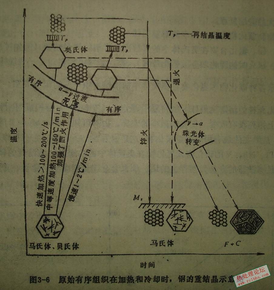 原始有序组织.JPG