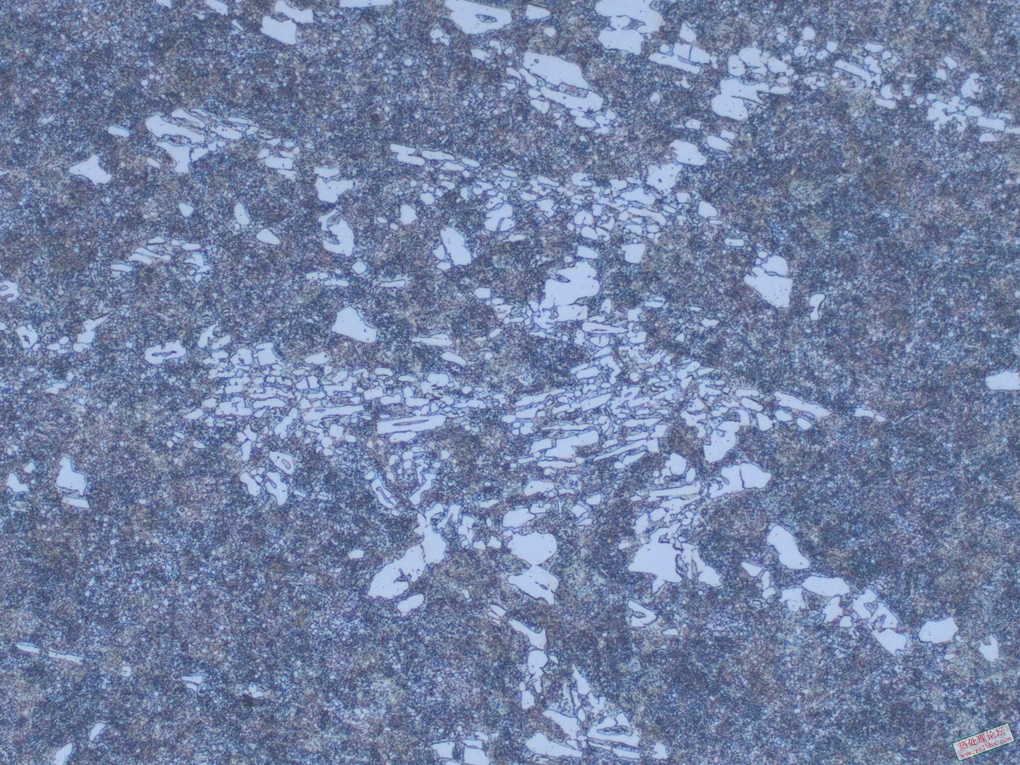 200X-3.jpg