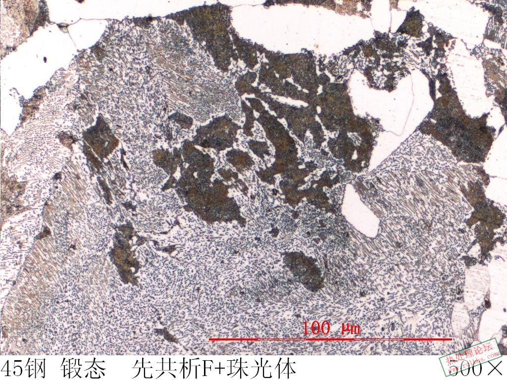 图4 心部组织 500×.jpg
