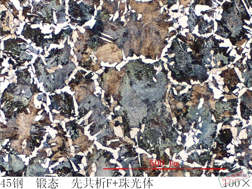图3 心部组织 100×.jpg