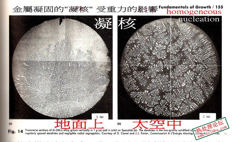 Dendrite 74_S.jpg