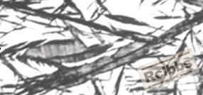 无标题.JPG