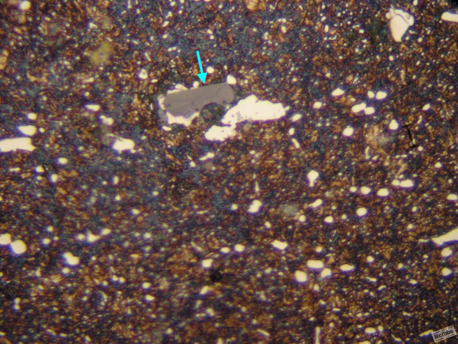 P1016319x.jpg
