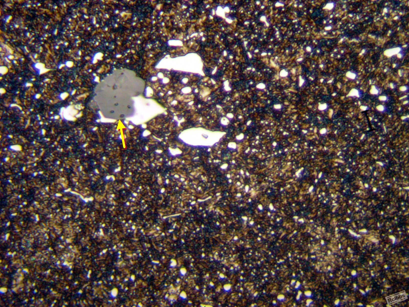 P1016353x.jpg