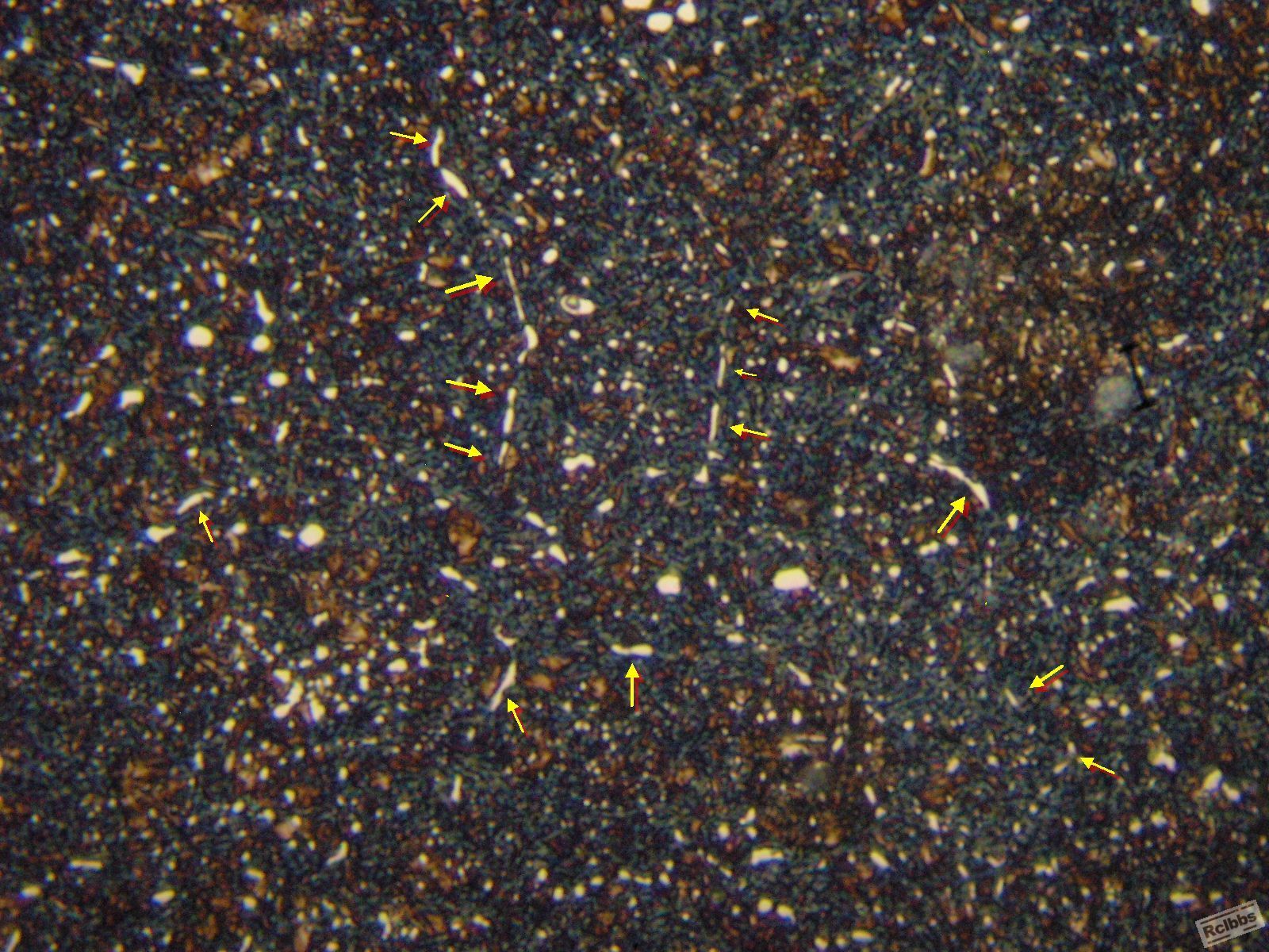 P1016322x.jpg