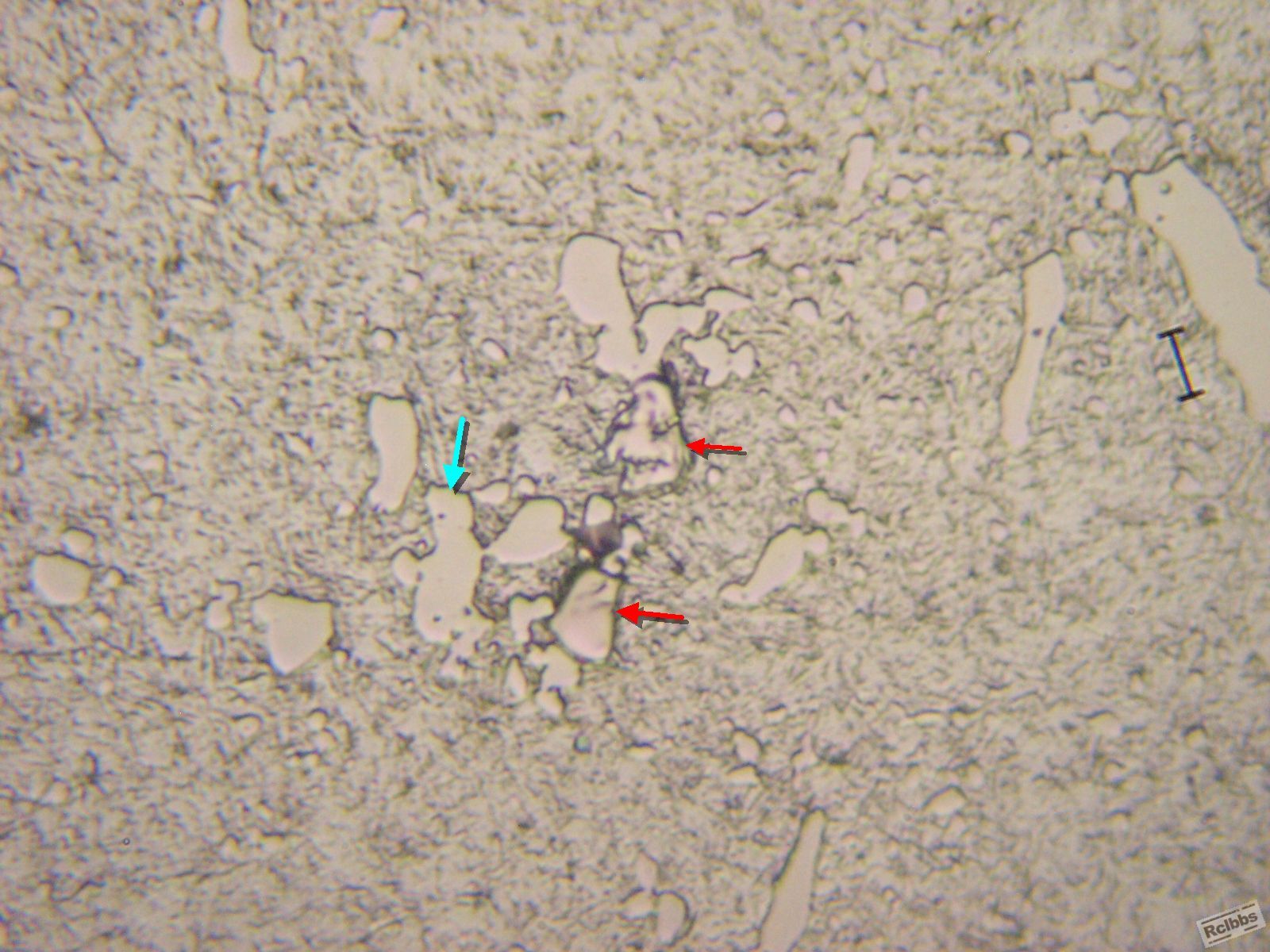 P1016311x.jpg