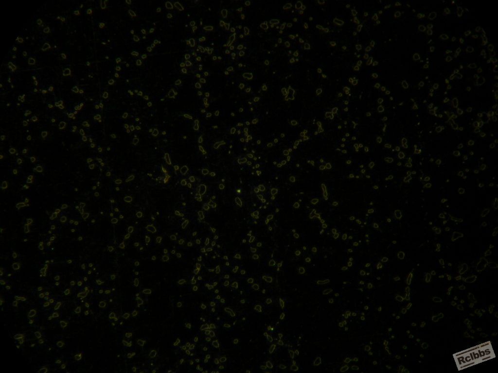 420，1000X1.JPG