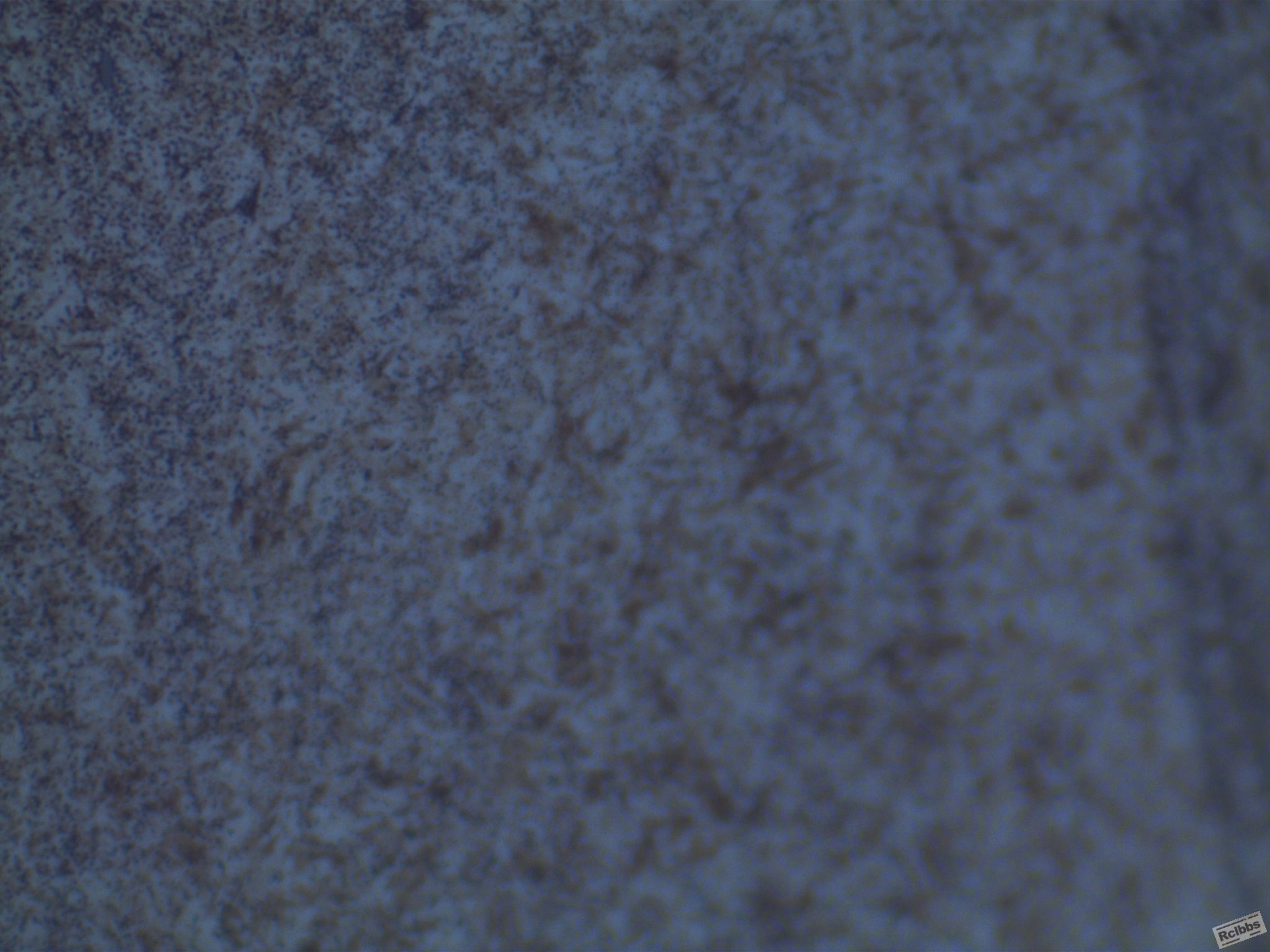 004-1000X.JPG