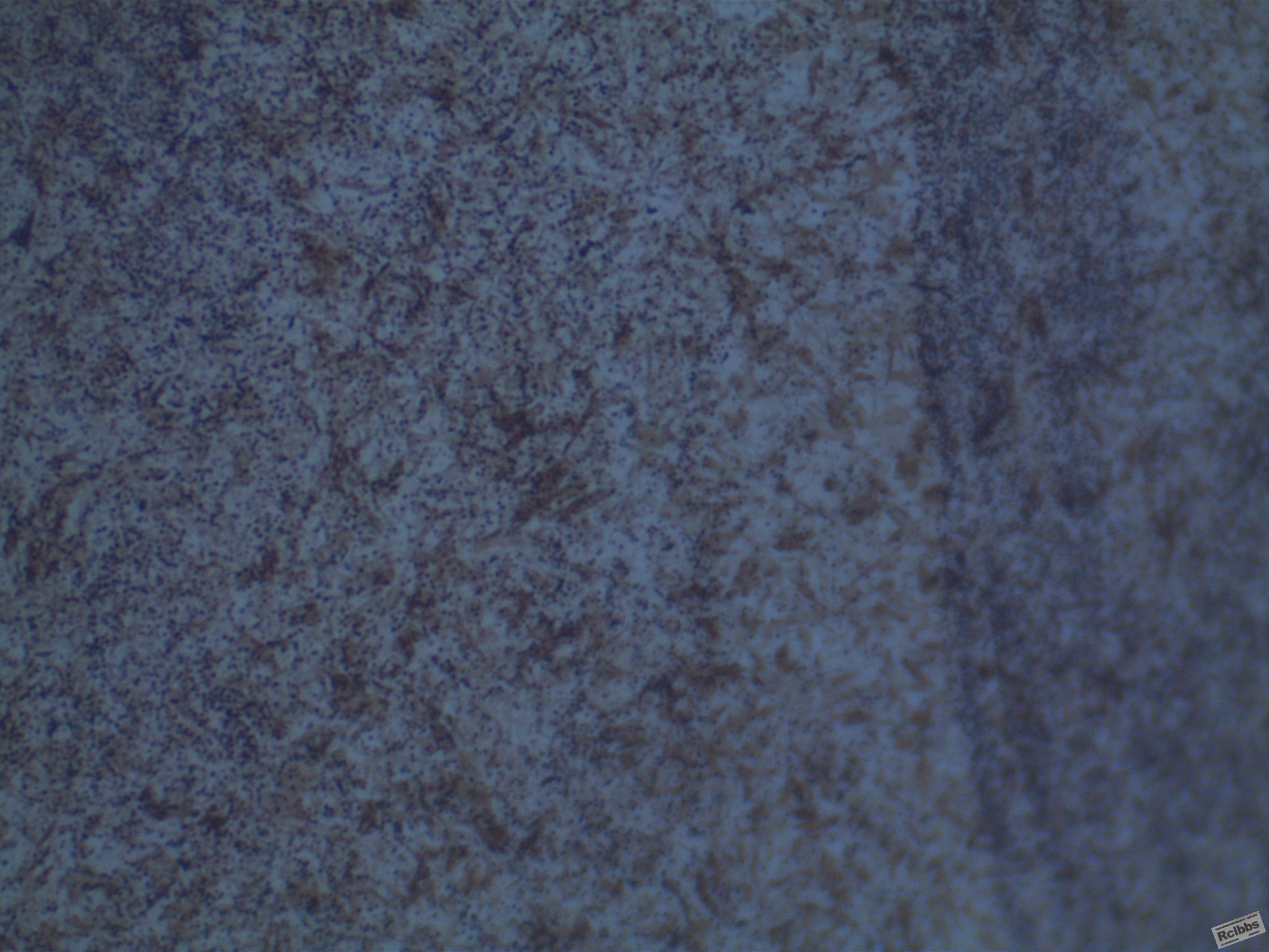 003-1000X.JPG