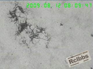 200X苦味酸蚀和溶液热蚀晶粒.jpg