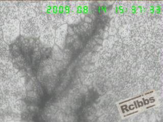 400X横截面另一处表层折叠裂，裂纹两侧脱碳，并充满氧化物.jpg