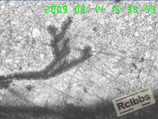 100X横截面另一处表层折叠裂，裂纹两侧脱碳，并充满氧化物.jpg