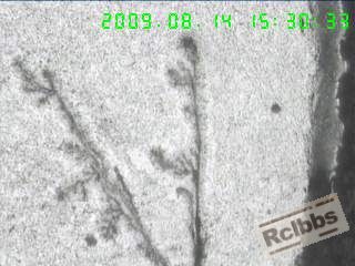 100X横截面表层折叠裂，裂纹两侧脱碳，并充满氧化物.jpg