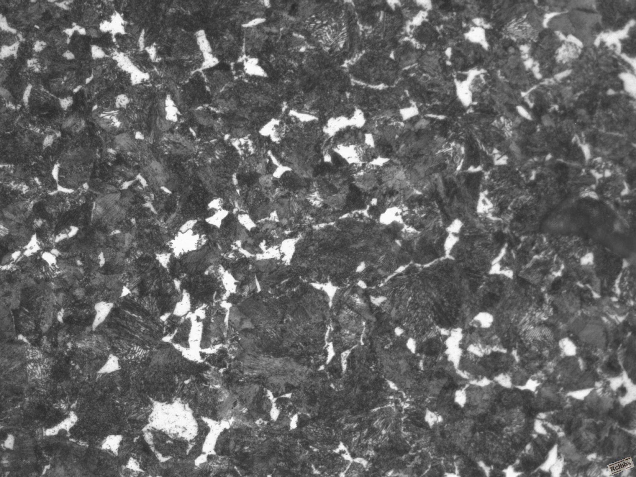 C9090666-1组织(黑白)-500X.JPG