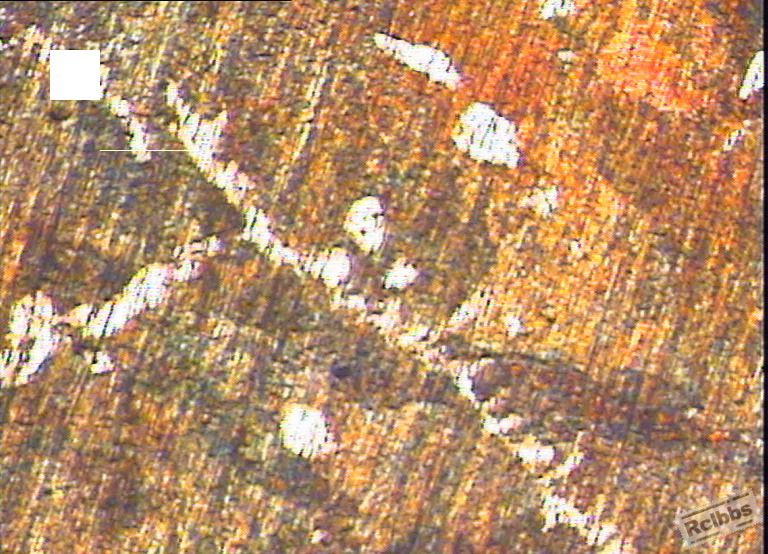 B 50×.JPG