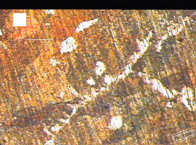 C 50×.JPG