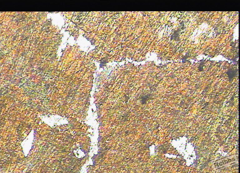 D 50×.JPG