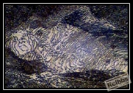 珠光体-400X-3.jpg