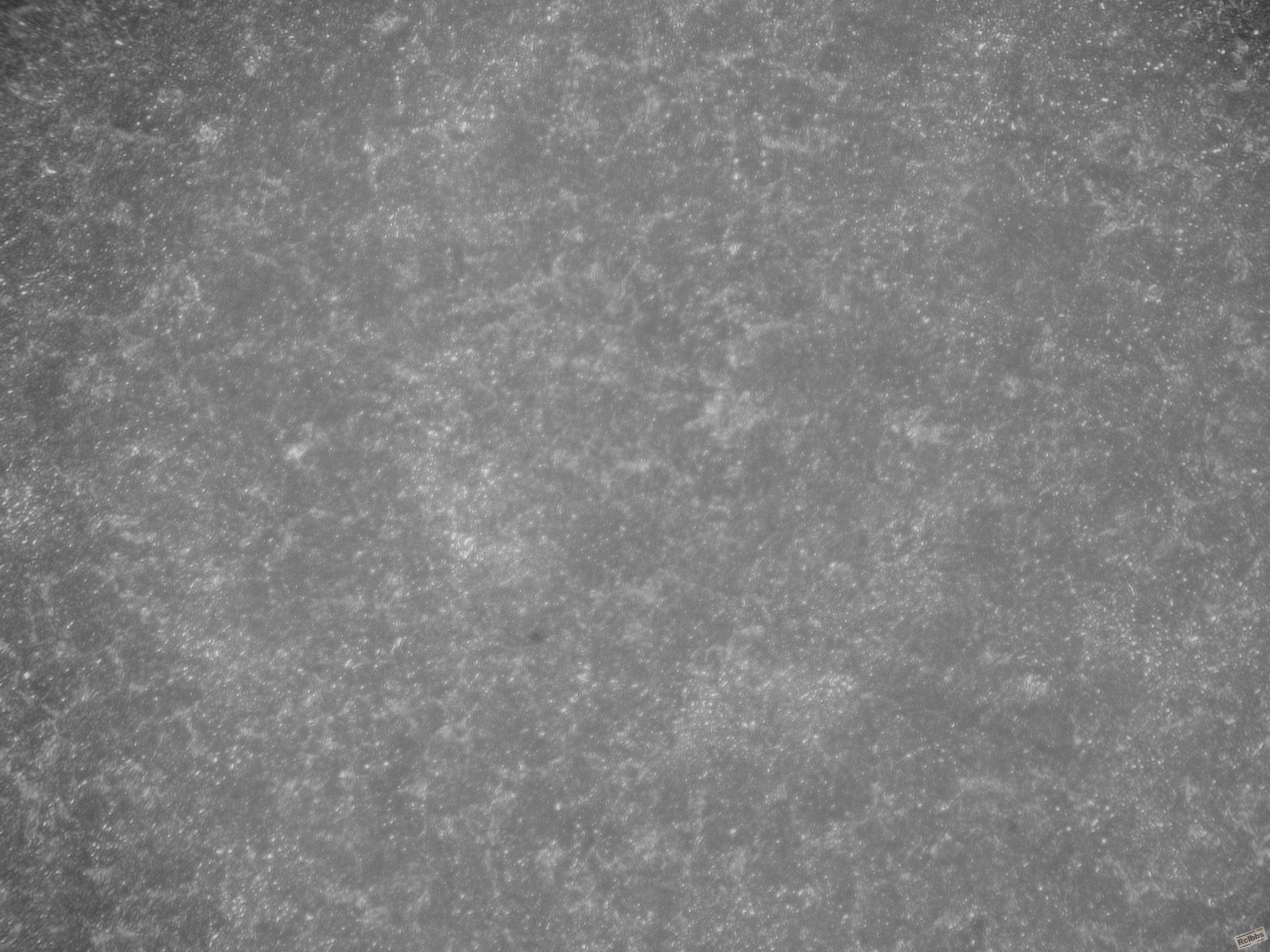 SDC13208.JPG