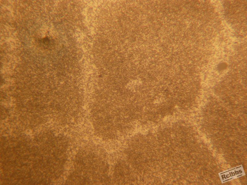 Vilella'reagent   500X