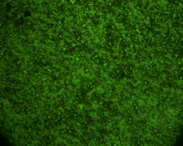 ID67 091201 2.5X130X1000 800X.jpg