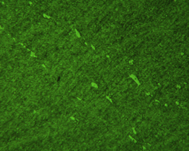 091214   DC53 1号样 400X ID559.jpg