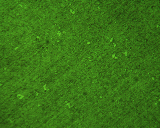 091214   DC53 3号样 400X ID577.jpg