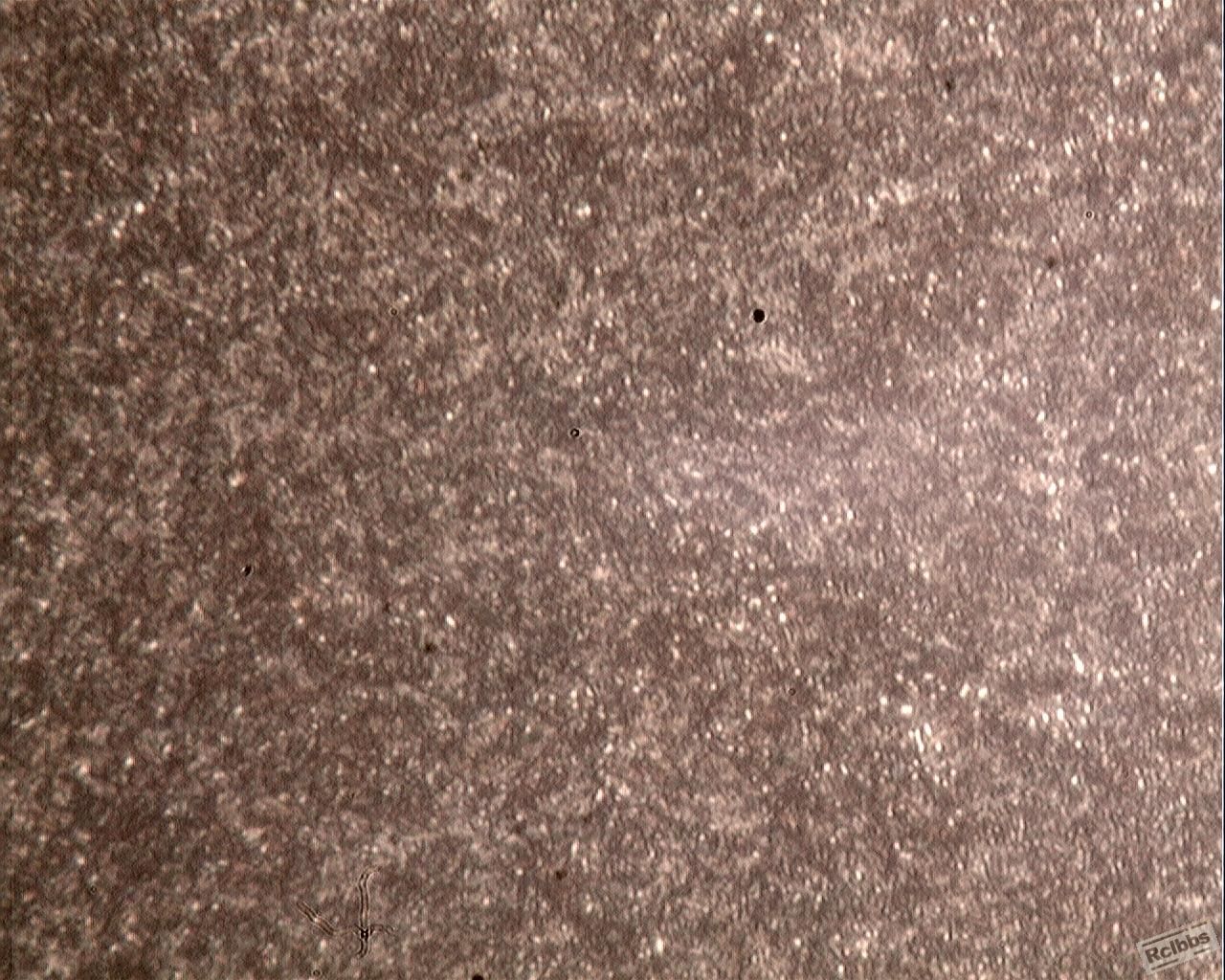 表面剥落轧辊边缘淬硬层组织形貌  630X