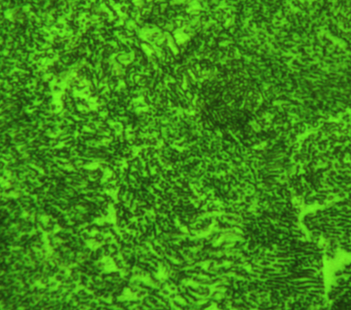 20100106 800X 2.jpg