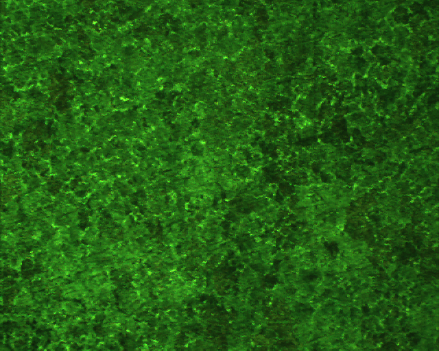 20100106 100X 2.jpg