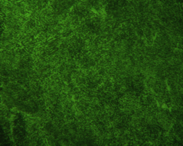 20100106 400X 1.jpg