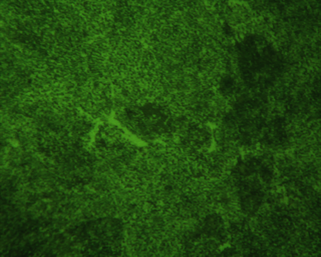 20100106 400X 2.jpg