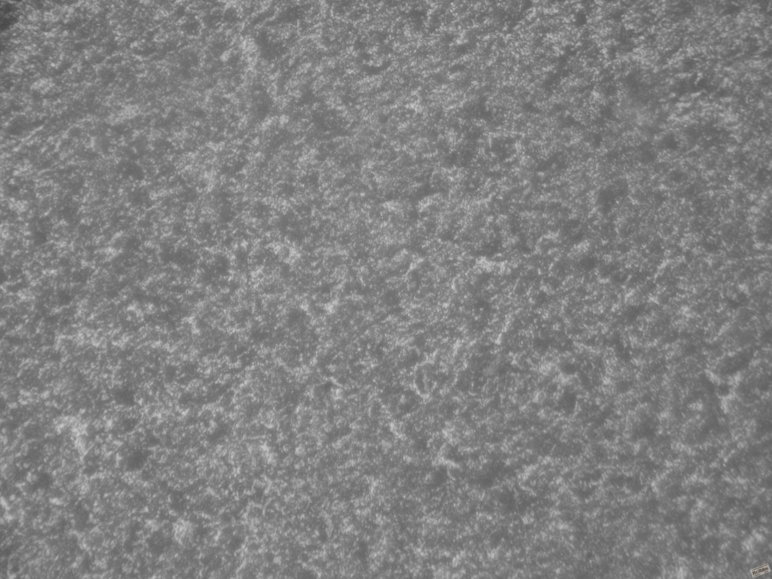 SDC13252.JPG
