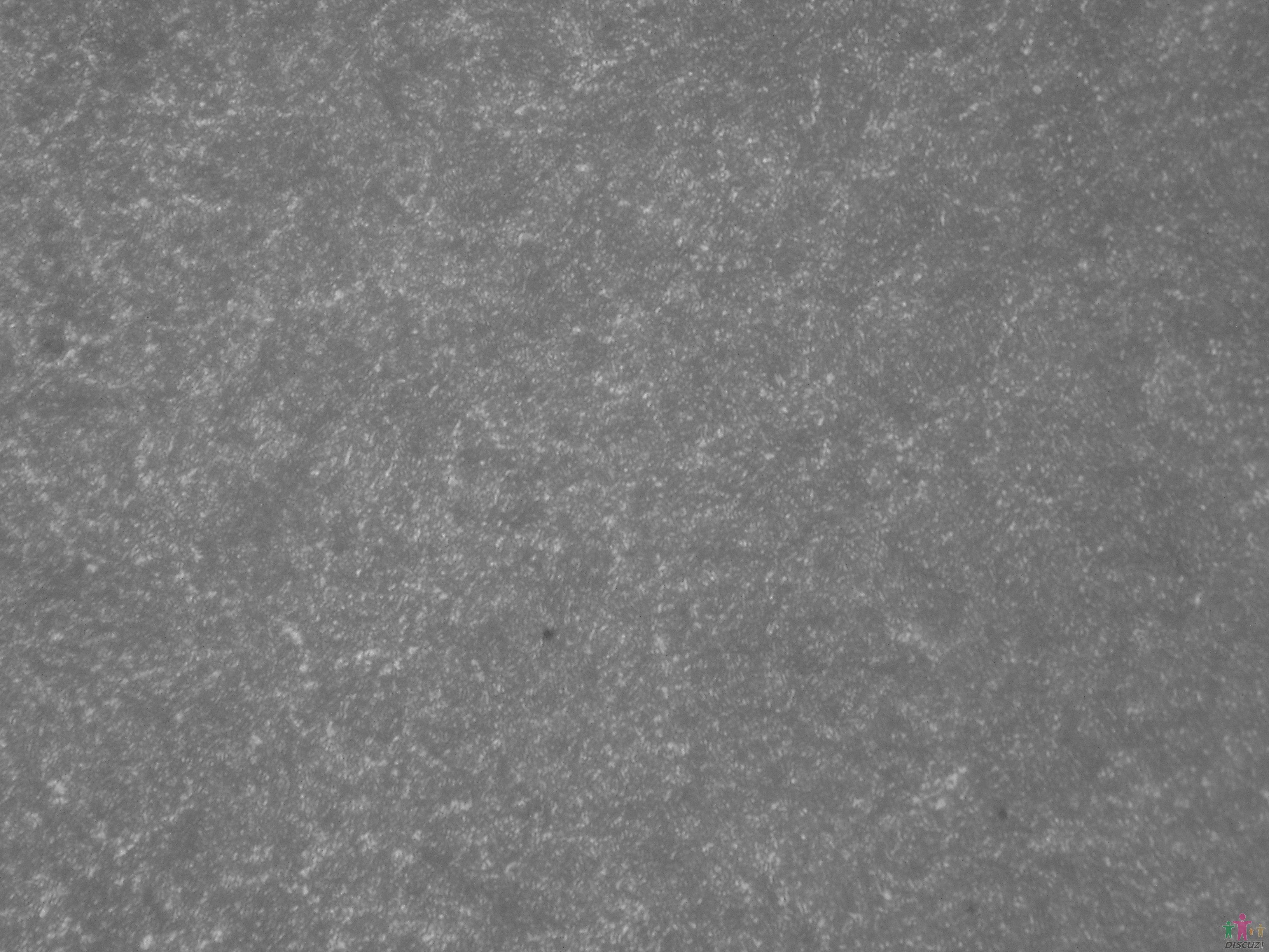 SDC13246.JPG
