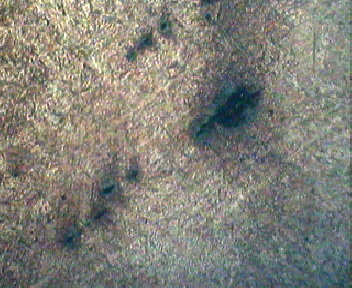 100X(经腐蚀)2.jpg