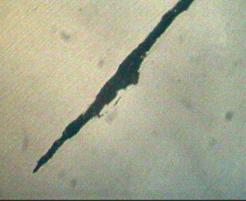 头400X(未腐蚀).jpg