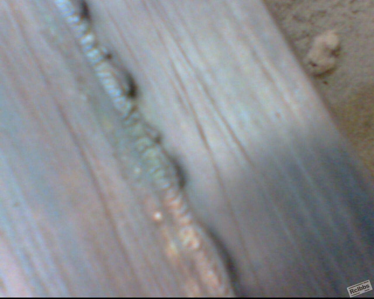 IMG0553A.jpg