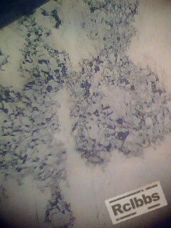 IMG0451A.jpg