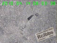 400X截面沿晶裂纹，硫化物 分布.jpg