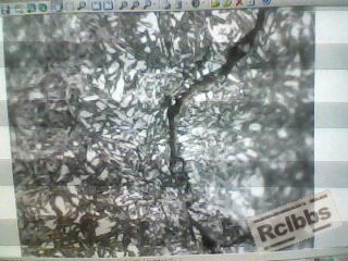 IMG0103A.jpg