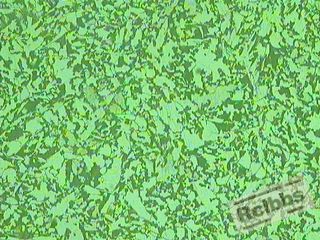 100X-4.JPG