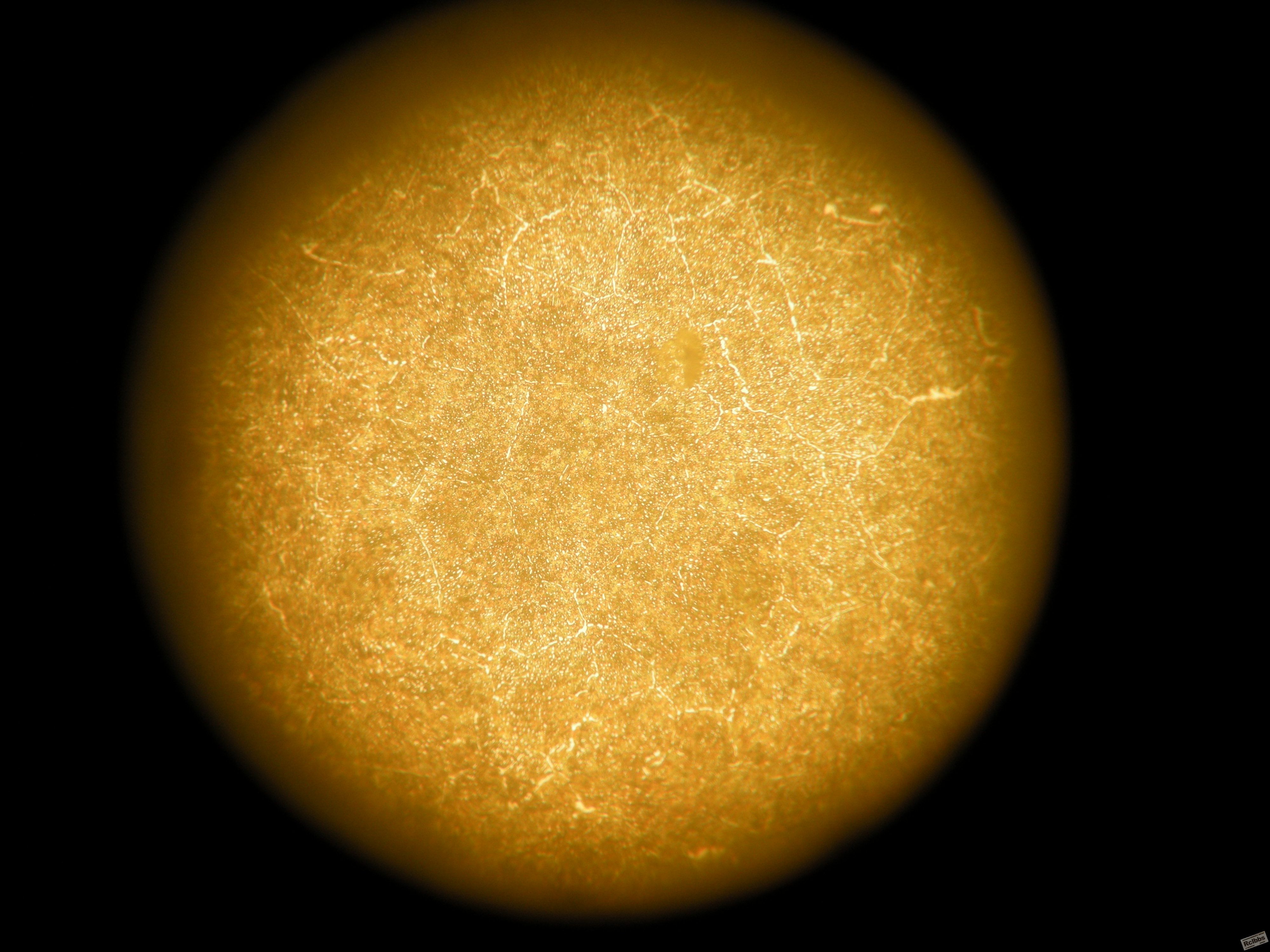 400X1.JPG