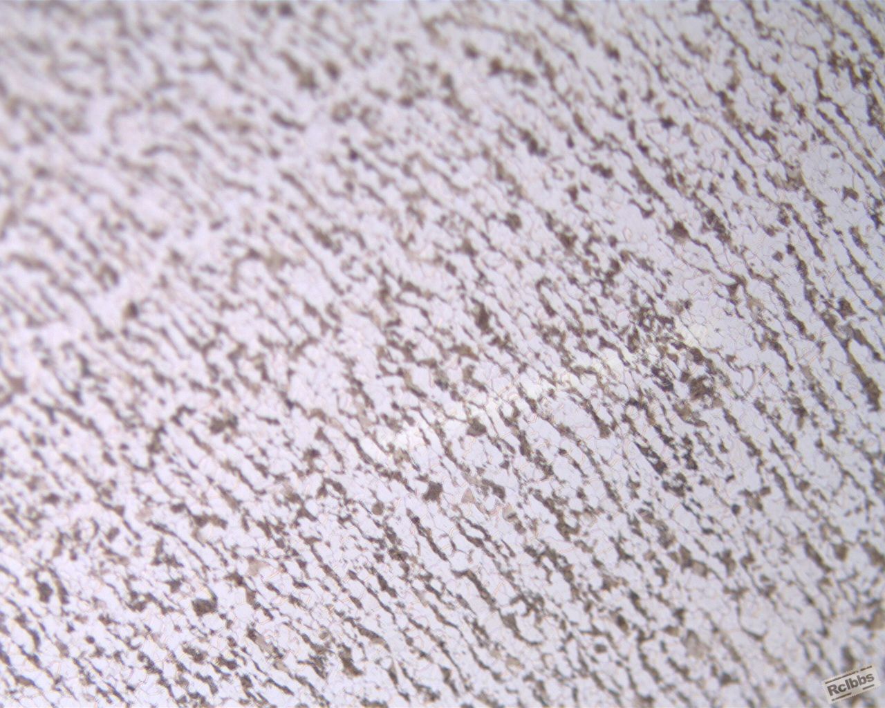 距离表面0.50mm 100X