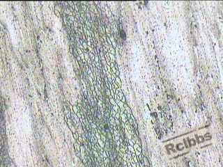 IO-2-B-T腐蚀100X-1.jpg