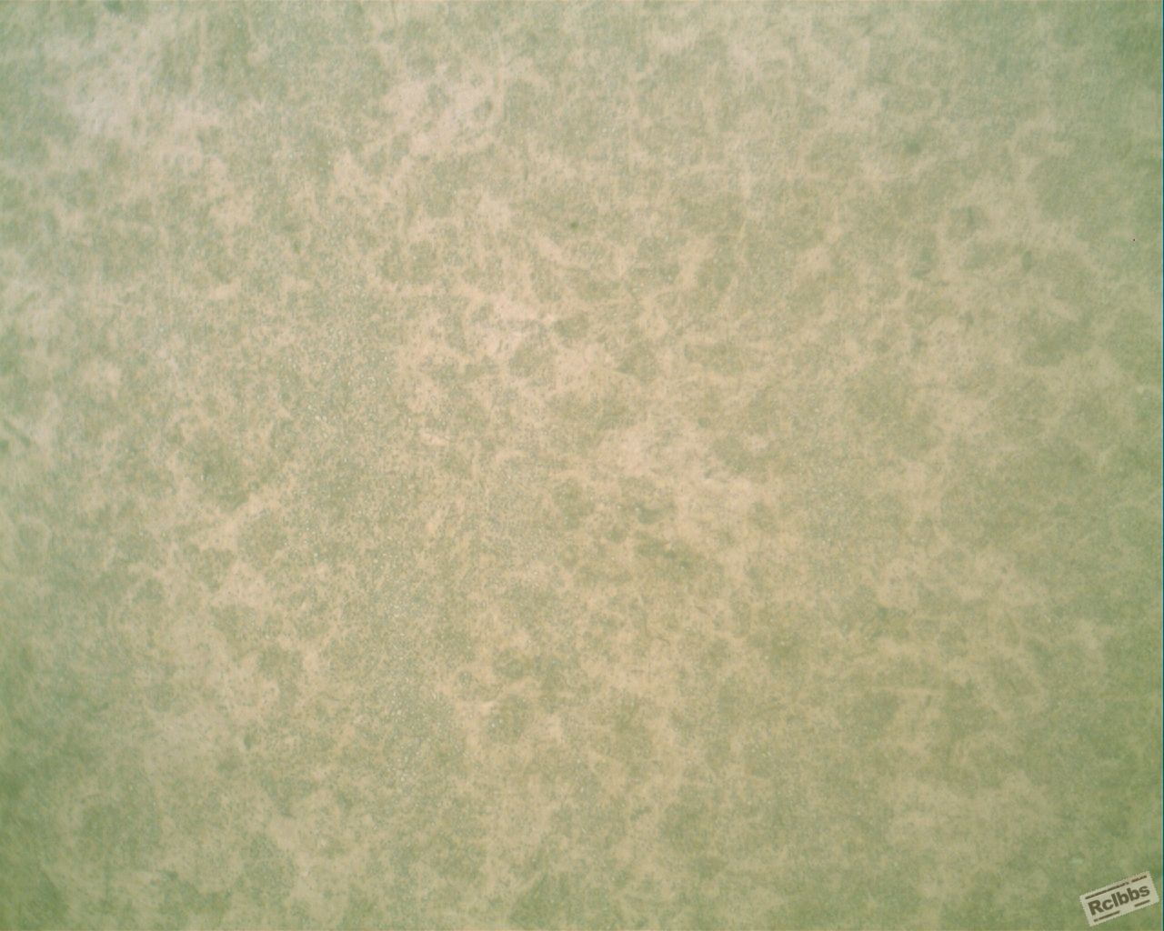 中心的组织400X.jpg