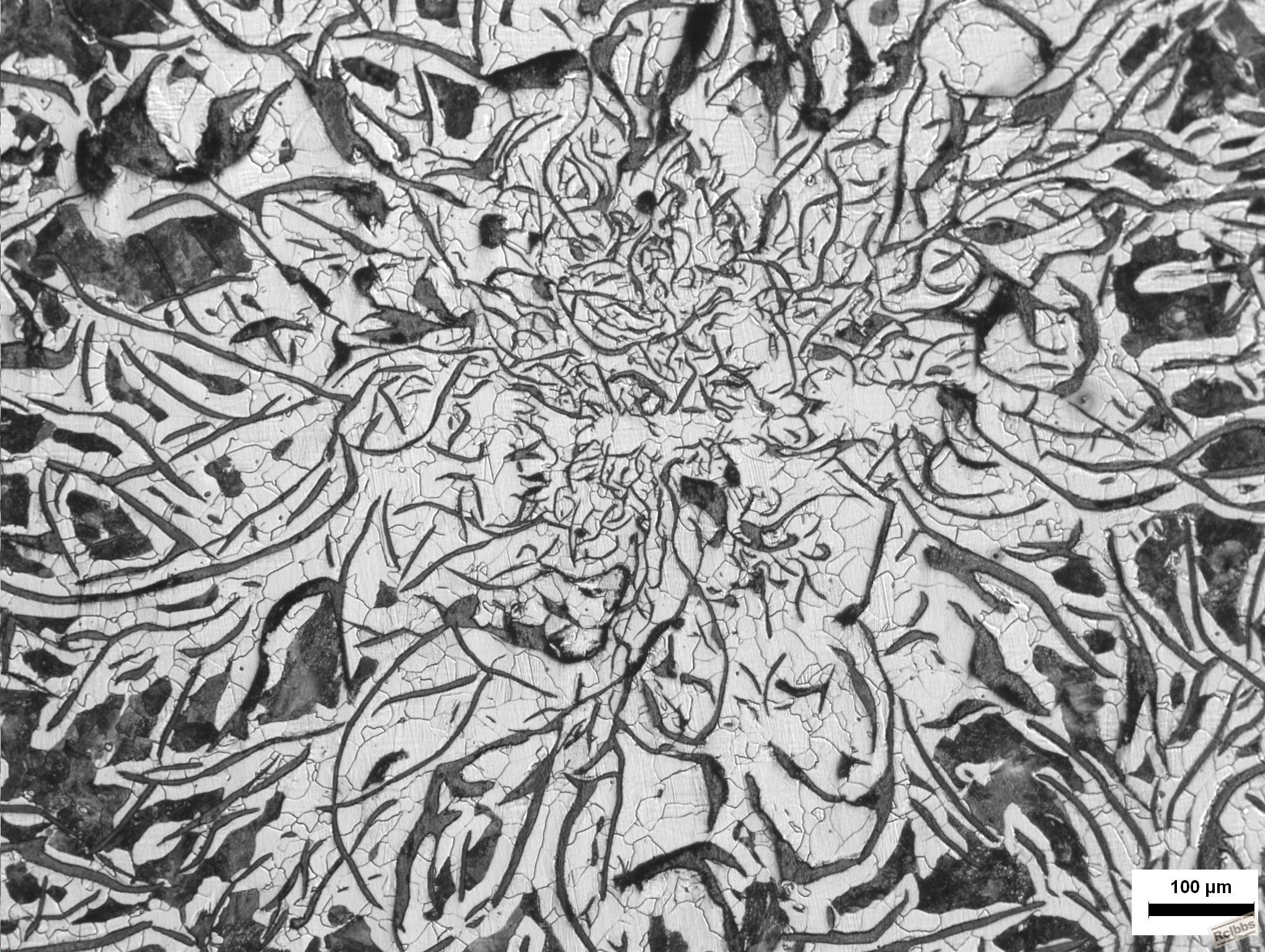菊花素描
