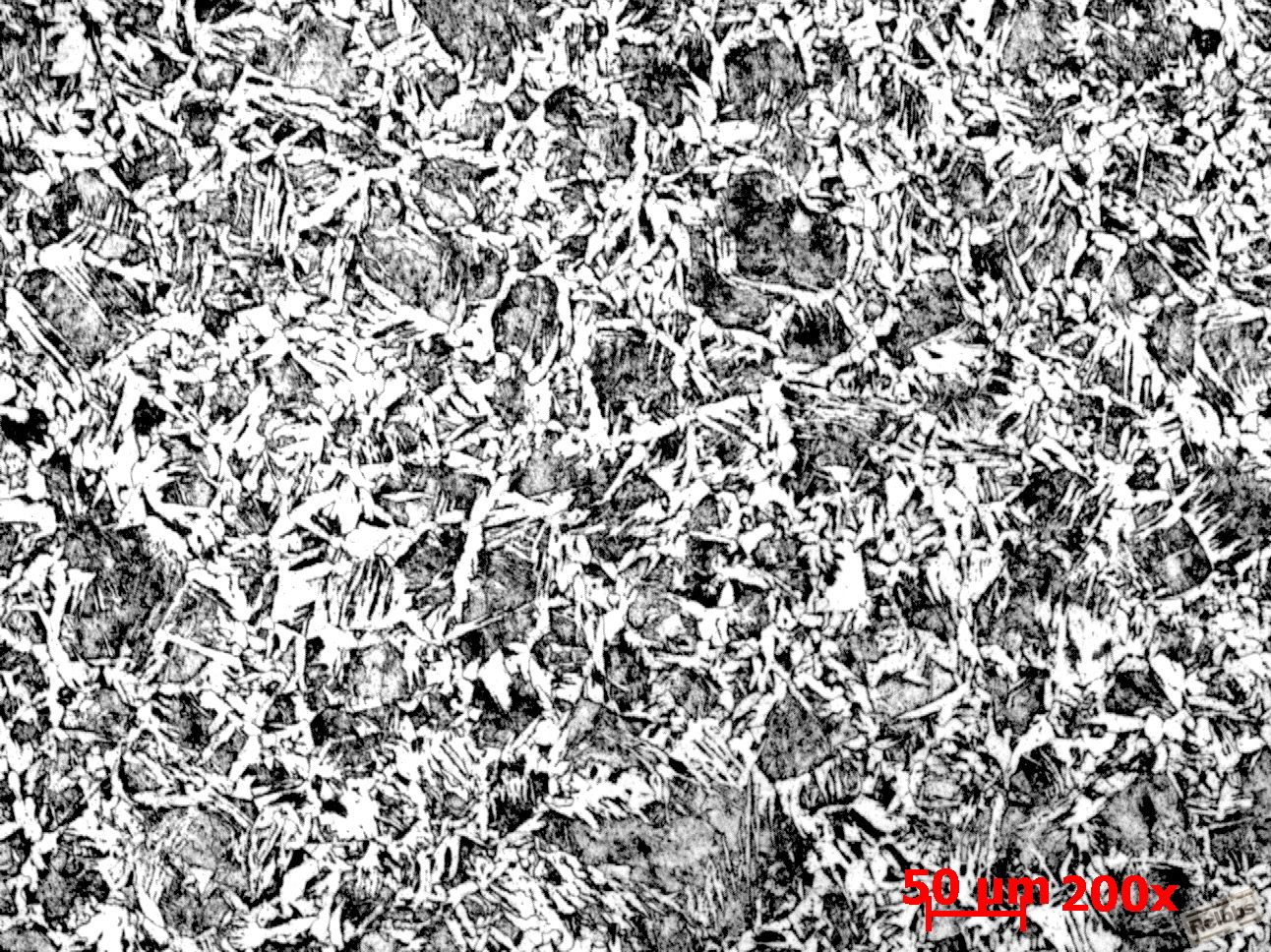 组织4.jpg