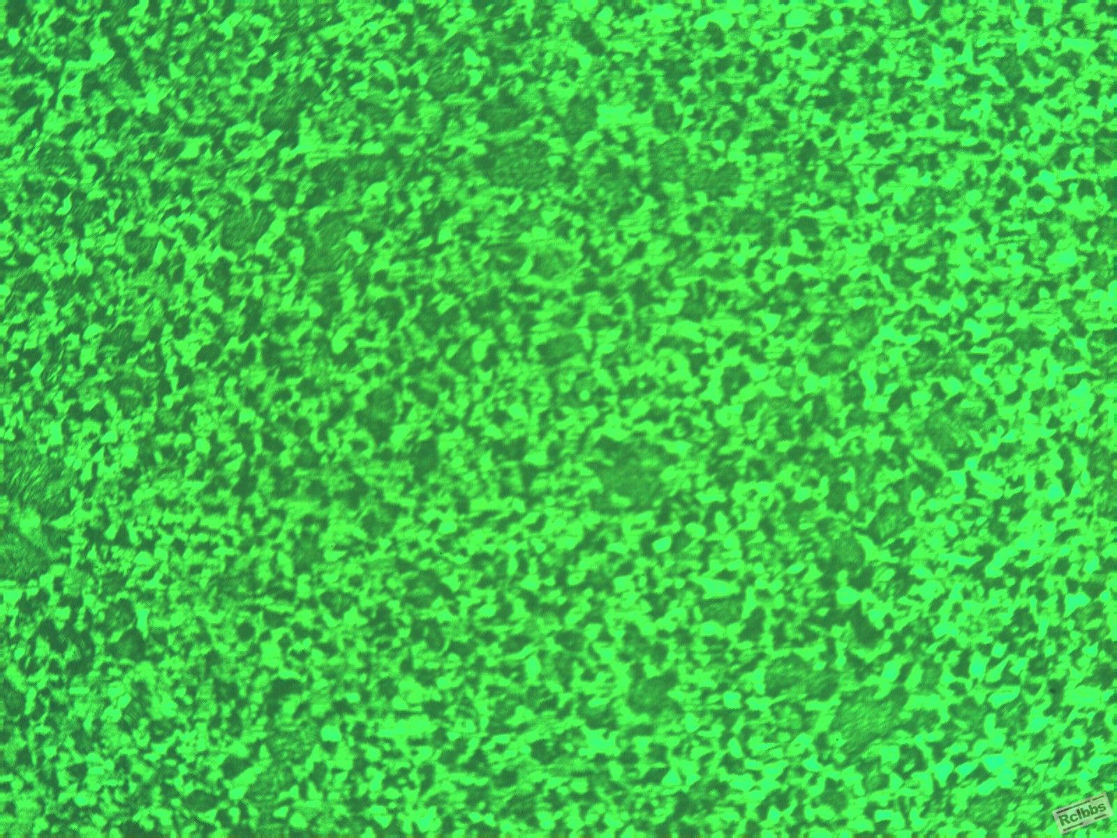 转子 100X