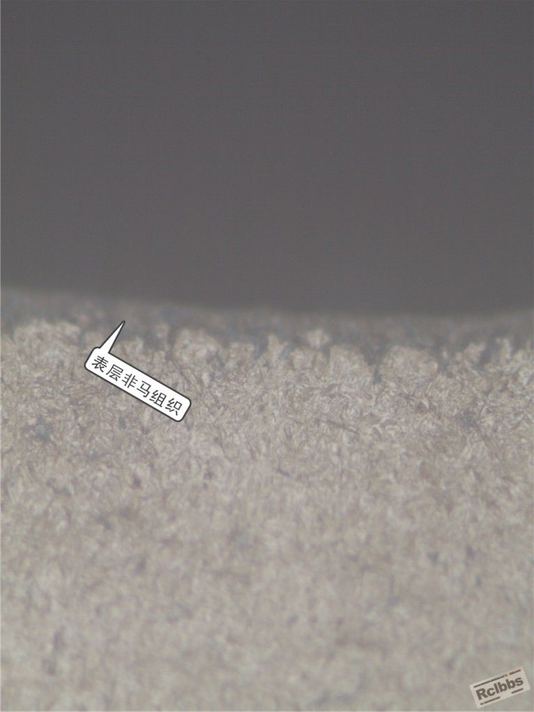 表层非马组织2副本.jpg